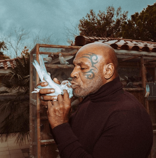 Tyson once knocked out a bully for killing one of his beloved pigeons