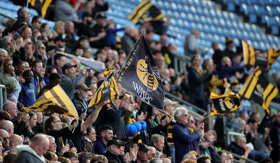Wasps could finally have a new home