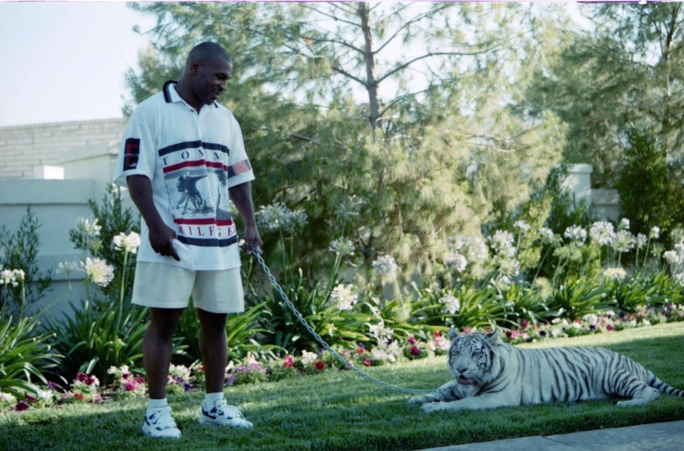 Mike Tyson had pet tigers during the height of his fame
