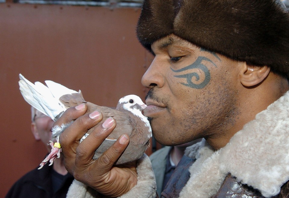 WALSALL, UNITED KINGDOM - NOVEMBER 18:  Former world heavyweight boxing champion Mike Tyson meets up with a pigeon fancier Horace Potts (L), of Bloxwich, Walsall, West Midlands on November 18, 2005 in Walsall, England. Tyson who is well known for his love of pigeons dropped in to the home of pigeon fancier Horace Watts whilst on route to Birmingham, England, for a hotel dinner boxing event.  (Photo by Stringer/Getty Images)